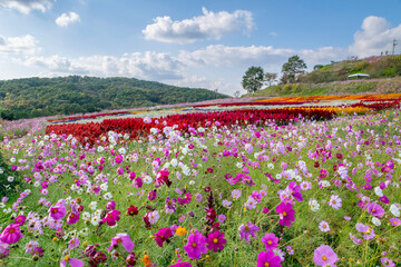 広島県世羅郡世羅町「花の駅せら」の風景