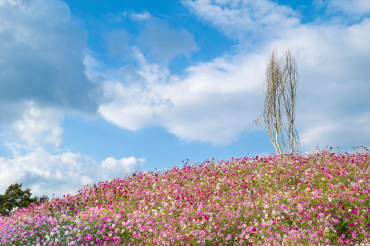 広島県世羅郡世羅町「花の駅せら」の風景