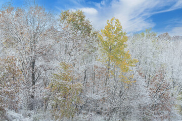 Autumn landscape of snow flocked forest, Yankee Springs State Park, Michigan, USA