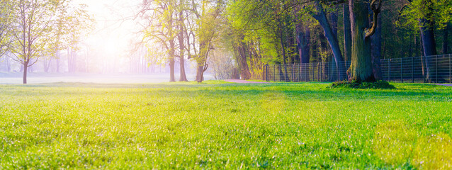 Tranquil green meadow in peaceful countryside with majestic trees.