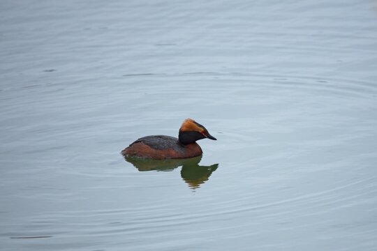 Black-necked grebe or eared grebe (Podiceps auritus) swimming in the sea in spring.