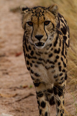 Cheetahs of Africa