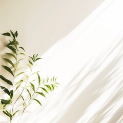 Blurred shadow from leaves and plants on the white wall in minimalist.