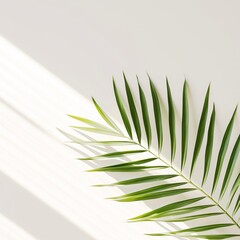 Shadow from palm leaves on a white background in a Minimalist
