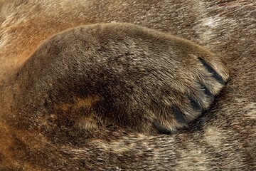 Closeup of side flipper of seal.