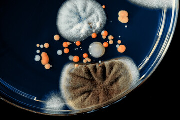  colonies of bacteria and microorganisms on the surface of agar and wind during microbiological...