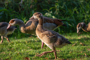 A Nile gosling walks through a meadow next to an adult goose (Alopochen aegyptiaca)