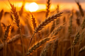 sunset field closeup with barley. Generative AI