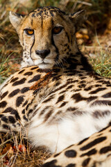 Cheetahs of Africa