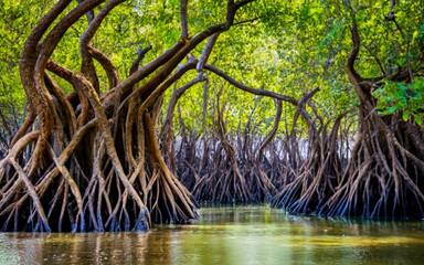 a dense mangrove forest with tangled roots and a network of waterways.