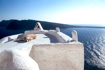 A dog relaxing and enjoying the sun on a rooftop at Santorini