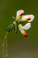Macrophotographie de fleur sauvage - Polygale faux-buis - Polygaloides chamaebuxus