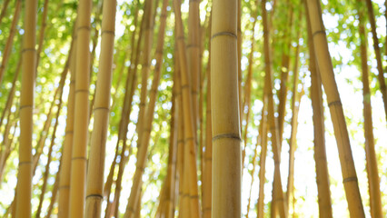 Yellow bamboo inside a zoo.