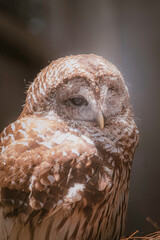 Barred Owl Waits