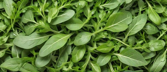 Bunch of arugula leaves detailed texture background from Generative AI