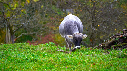 Obraz na płótnie Canvas Gray brown cow grazing on meadow breed Rätisches Grauvieh on a cloudy and rainy autumn afternoon at Swiss City of Zürich. Photo taken November 4th, 2023, Zurich, Switzerland.