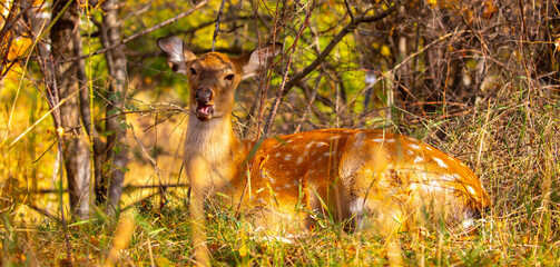 Beautiful sika deer in the autumn forest against the background of colorful foliage of trees. The deer looks to the sides and chews the grass. Fabulous forest autumn landscape with wild animals.