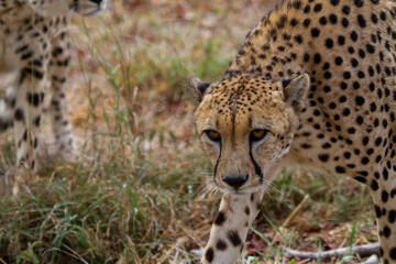 Cheetahs of Africa