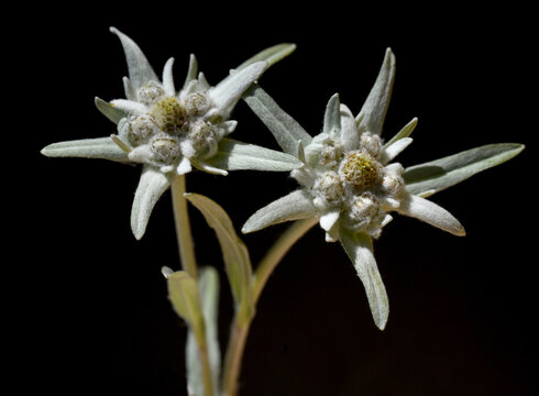 Edelweiss, Leontopodium, nivale
