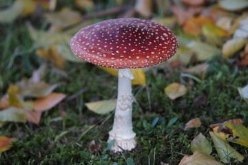Beautiful Amanita muscaria, commonly known as the fly agaric or fly amanita, is a basidiomycete of the genus Amanita. Hanover, Germany.