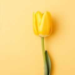 yellow tulip on yellow background, AI generate