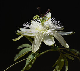Passion flower, Passiflora, caerulea