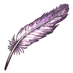 Watercolor purple bird feather for art album elements, sketches, invitation design, frames