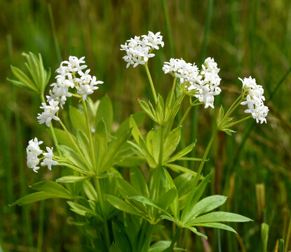 Waldmeister, Galium, odoratum