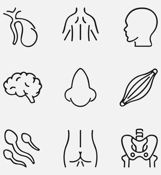 Human body Anatomy Icons vector design