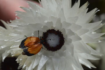 beetle on flower