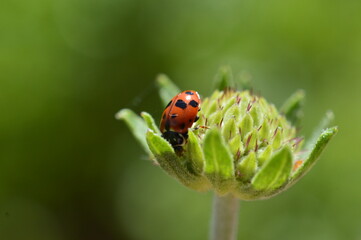 ladybug on a leaf