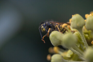 Bee