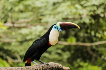 Obraz premium White-throated toucan perched on a tree branch