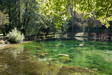Spring water coverd with greater water-moss or common water moss (Fontinalis antipyretica), is a species of submerged aquatic moss belonging to the subclass Bryidae. 
