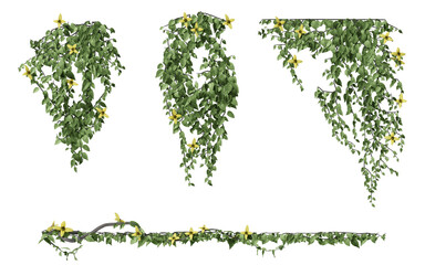 Vines decorate both vertical and horizontal walls on transparent background 3d rendering