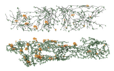 Ivy on a transparent background