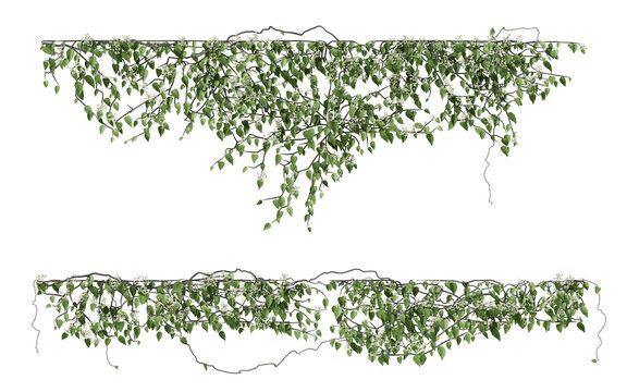 ivy plants isolated on transparent background 3d rendering