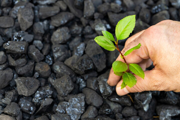 hand planting green plant on black coal, Environmental concept, renewable energy sources, co2 reduction, clean energy, giving up coal, Net zero 2050