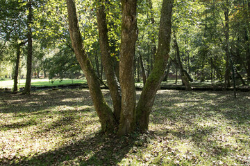 Stem of four branched black alder tree in the Vrelo Bosne park located in the spring of Bosna river in Sarajevo in Bosnia and Herzegovina
