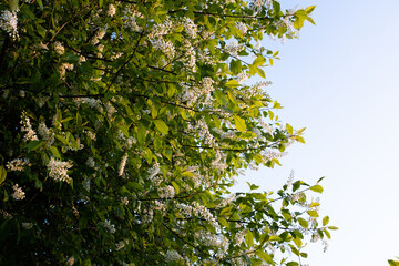 Blooming bird-cherry with white flowers on blue sky background for publication. Flowering Prunus Avium Tree with Little Blossoms. View of a bloom in Spring. High quality photo