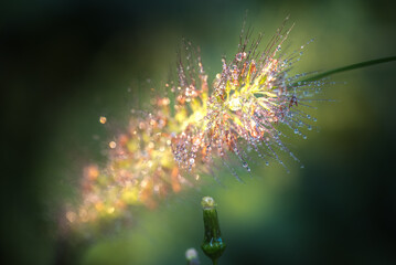 A close-up picture of a foxtail in the mountain
