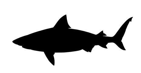 Shark silhouette side view. Bull shark side view illustration realistic isolate art.