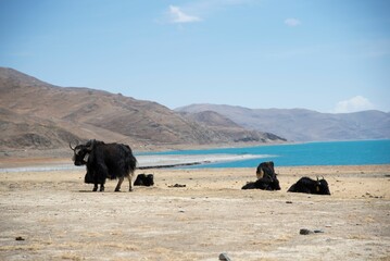 Group of yaks leisurely resting on a shoreline of a lake