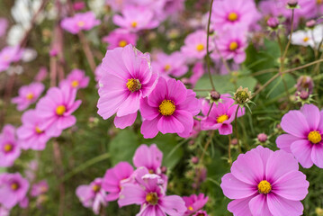 A close-up picture of cosmos in the field