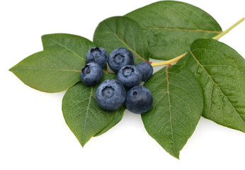 Blueberries, vaccinium, myrtillus