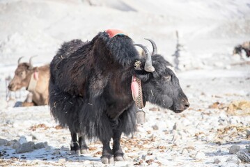 Yak stands on a rocky mountain with a bell hung around its neck