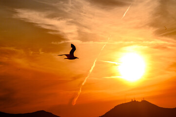 Gabbiano in volo  al tramonto contro il disco solare grande basso sull'orizzonte.. Cielo di colore arancio co nuvole striate.