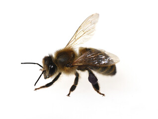 Honey bee, Apis mellifera