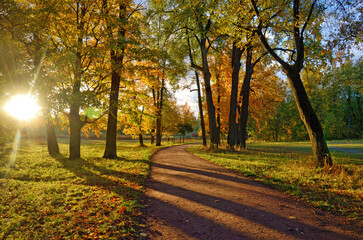 Fototapeta na wymiar Morning in the forest in autumn.