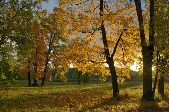 Morning in the forest in autumn.